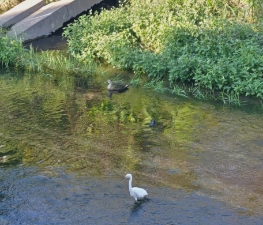 運がいいとこんな癒しにも会えます。