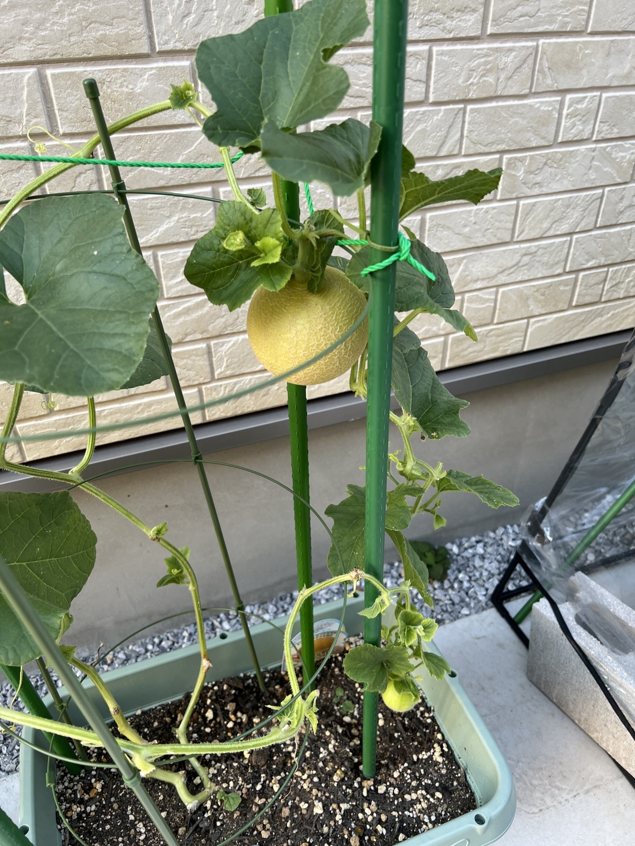 収穫したメロンでフルーツパフェ01